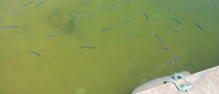 Fish swimming in a still body of water.