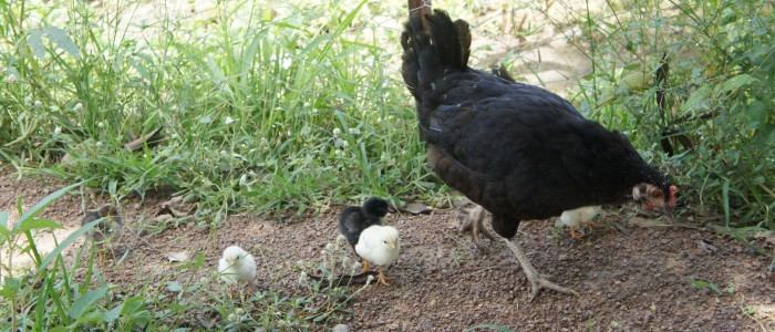 A hen and her three chicks search for food